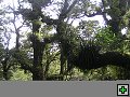 thn_NZ leden-unor 2006 303.jpg